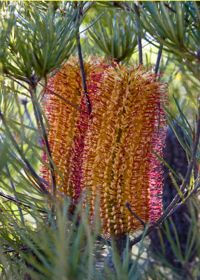 Banksia