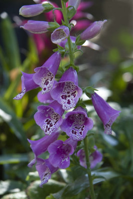 Foxglove