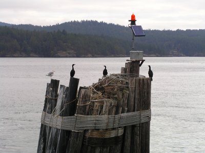 Double-crested Cormorants on Pier Piling