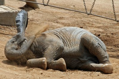 Dust Bath