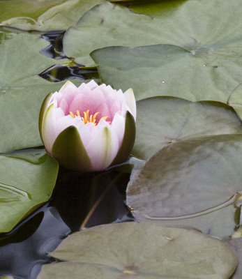 Lotus