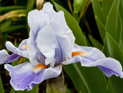 Iris