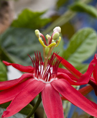 Passion Flower