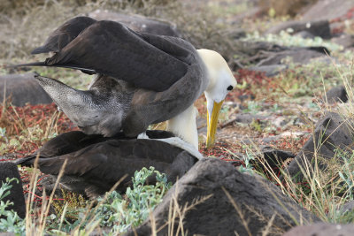 Waved Albatross Mating