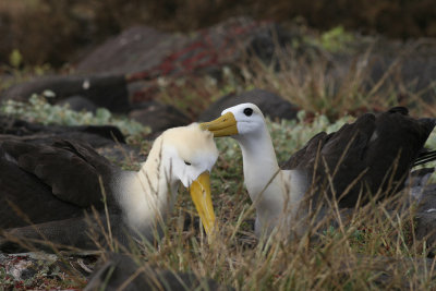Waved Albatross Courtship