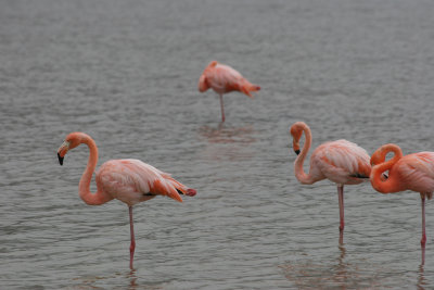 Greater Flamingoes