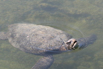 Turtle in Lava Pool