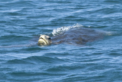 Sea Turtle off Starboard