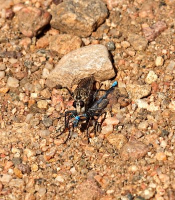 Robber Fly with Damsel