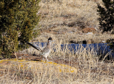Greater Roadrunner
