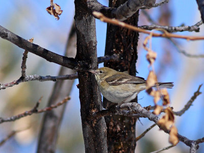 Pine Warbler