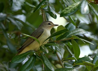 Vireo