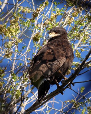 Common Black-hawk