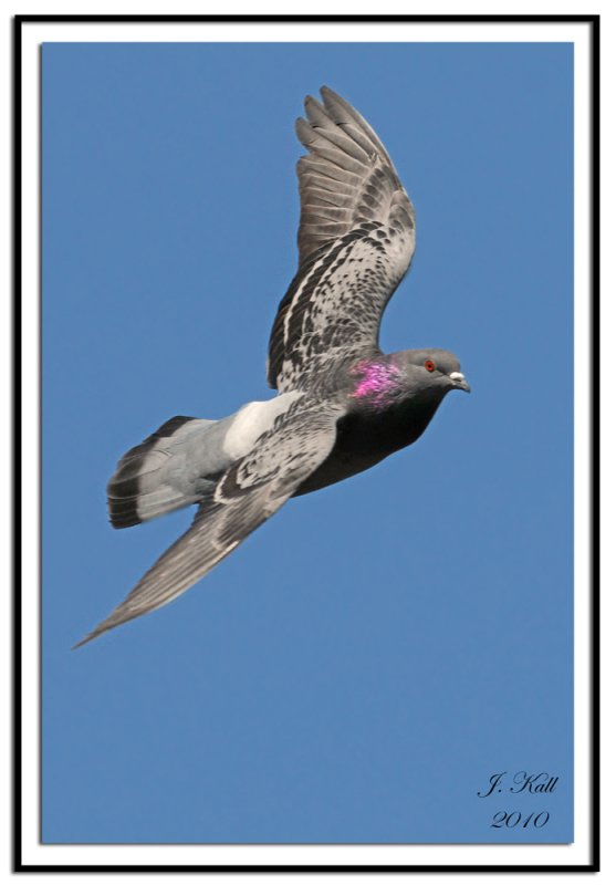 Pigeon in flight