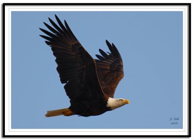 Bald Eagle