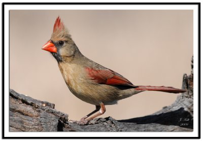 Female Cardinal