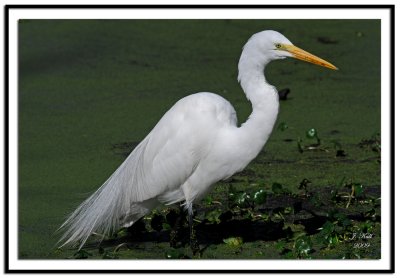 Great  Egret