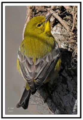 Pine Warbler