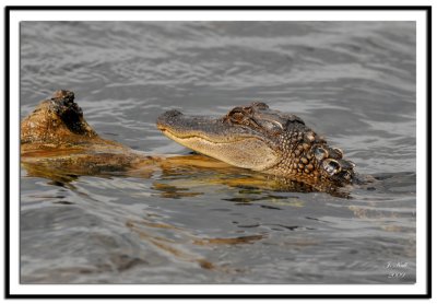 American Alligator