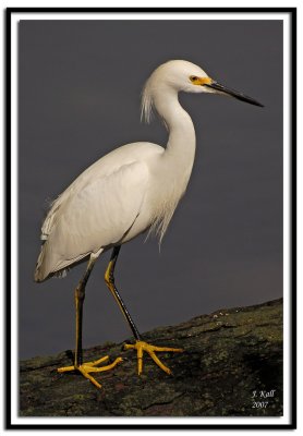 Snowy Egret