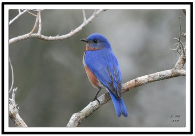 Eastern Bluebird