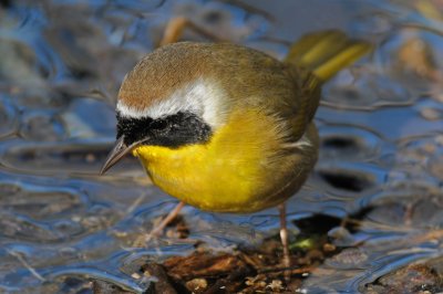 Common Yellowthroat