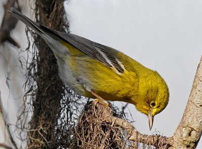 Pine Warbler