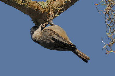 Carolina Chickadee