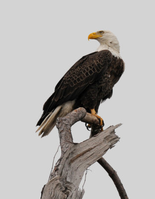 American Bald Eagle