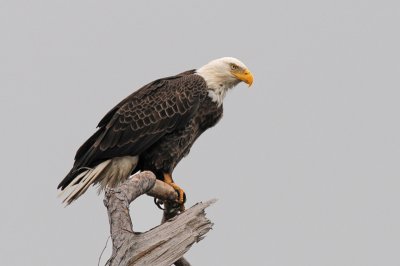 American Bald Eagle