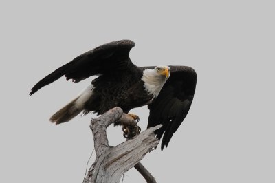 American Bald Eagle