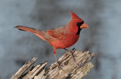 Male Cardinal