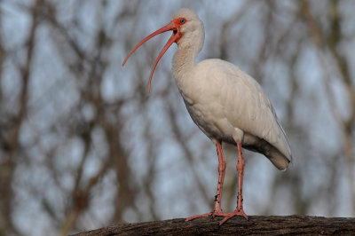 White Ibis