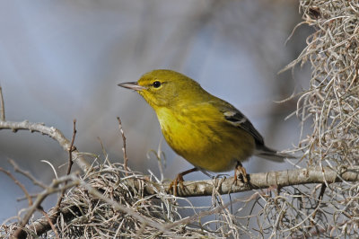 Pine Warbler