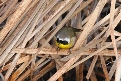 Common Yellowthroat