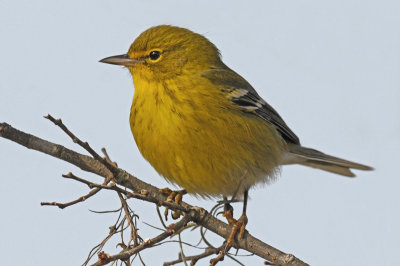 Pine Warbler