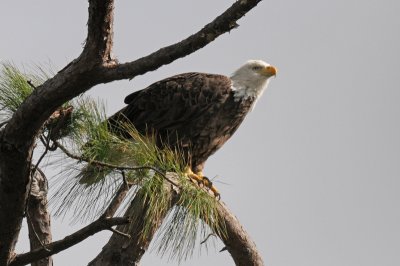 American Bald Eagle