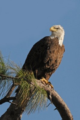 American Bald Eagle