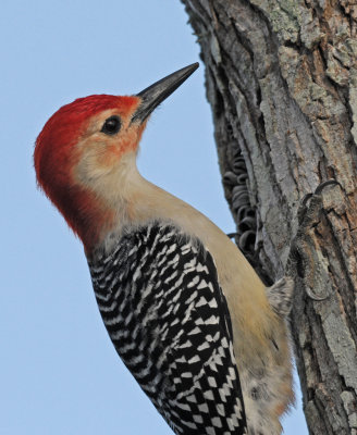 Red Bellied Woodpecker