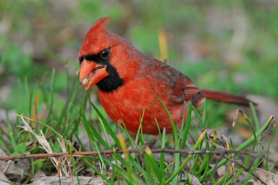 Male Cardinal