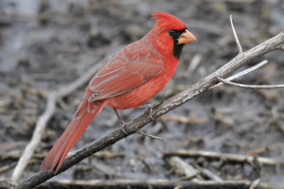 Male Cardinal