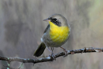 Common Yellowthroat
