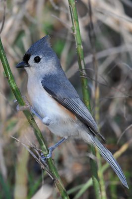 Tufted Titmouse