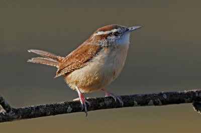 Carolina Wren