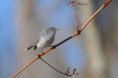 Bluegray Gnatcatcher