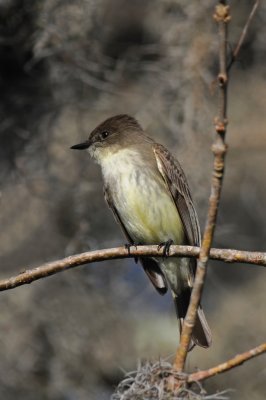 Eastern Phoebe