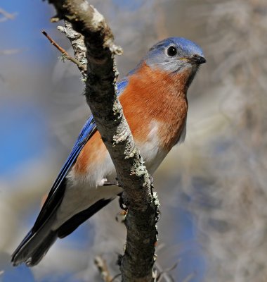 Eastern Bluebird