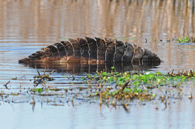 American Alligator Tail