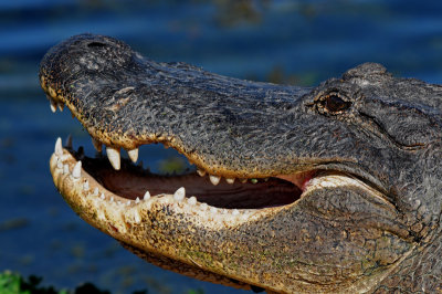 American Alligator