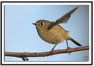 Ruby Crowned Kinglet